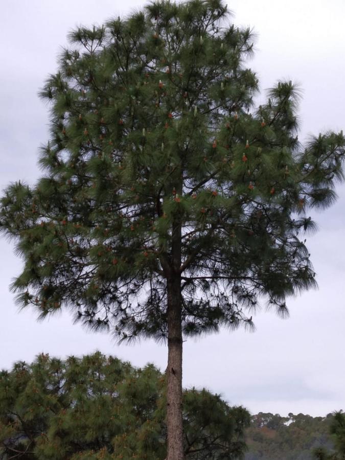 Pine Villa Kasauli Dış mekan fotoğraf