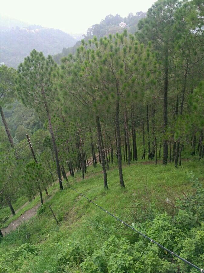 Pine Villa Kasauli Dış mekan fotoğraf